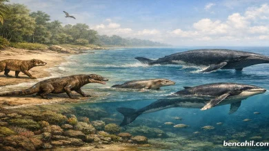 Balinaların karada yaşayan memelilerden deniz yaşamına evrimleşmesini gösteren bilimsel illüstrasyon