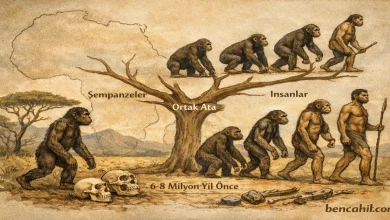 İnsan ve şempanzenin ortak atadan evrimsel ayrımını gösteren paleoantropoloji illüstrasyonu